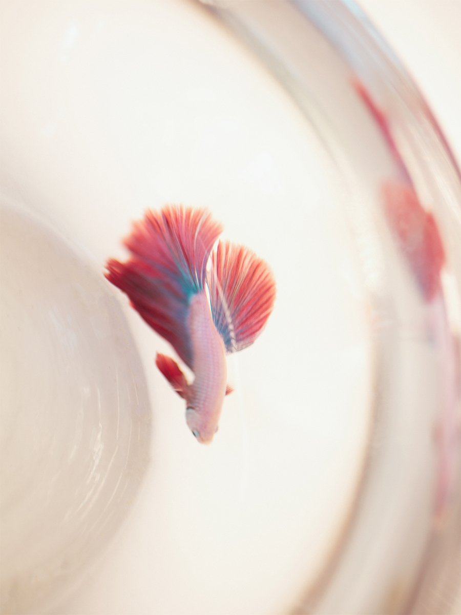 Red leather glasses case L'Étui à Lunettes - Star Flame ambient view