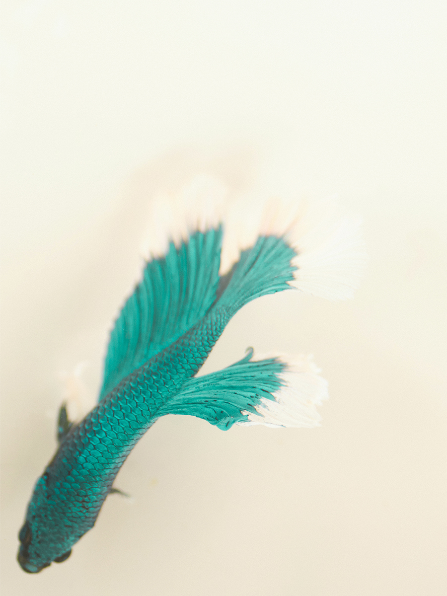 Blue leather wallet LePortefeuille Alice - Lagoon Star ambient view